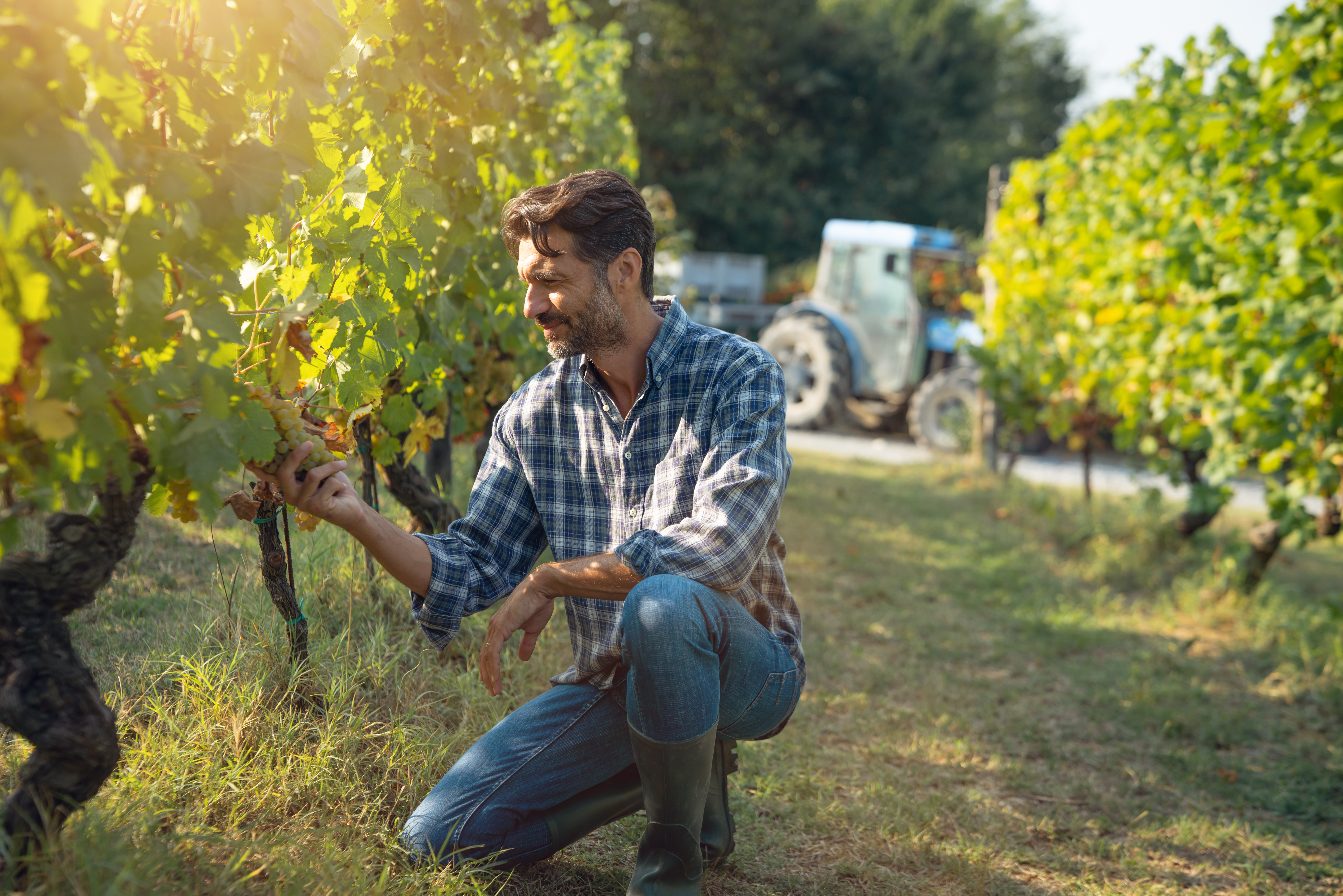 Authentic,Shot,Of,Happy,Successful,Farmer,Or,Winemaker,Is,Checking
